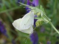 Weisslinge bei der Paarung 07-07-2014